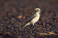 Belorit poustni - Oenanthe deserti - Desert wheatear 2449